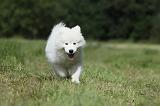 SAMOYEDE 040